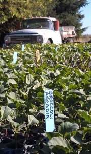 Late July harvest bins at Mustard Seed Farms