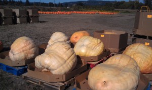 Giant Pumpkins for sale near Portland